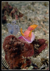 bullochi! by Adriano Trapani 